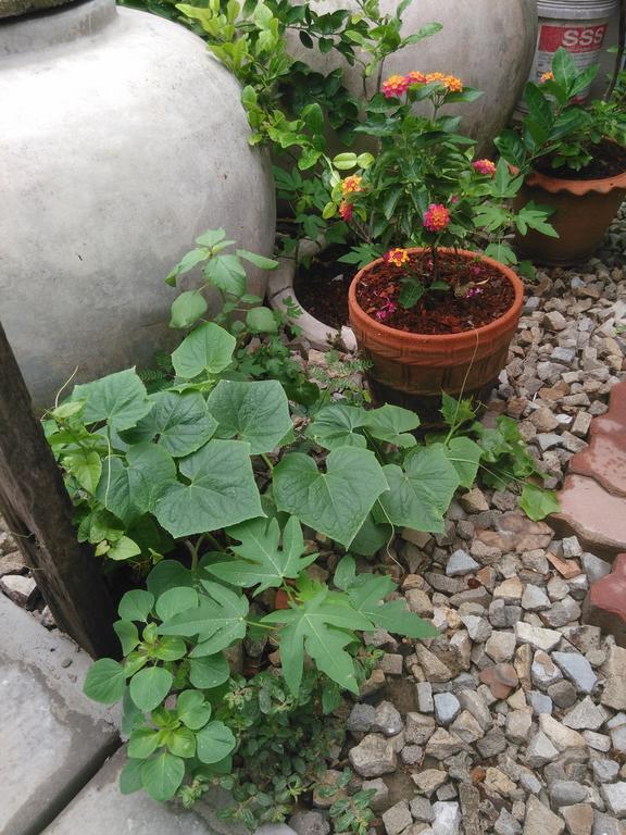 Patchaya Guesthouse Amphawa Zewnętrze zdjęcie