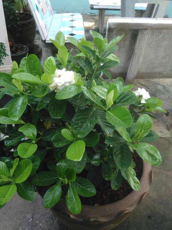 Patchaya Guesthouse Amphawa Zewnętrze zdjęcie